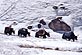 Caravane de yaks