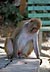 Singe