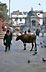 Vache sacrée-Durbar Square