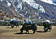Yaks