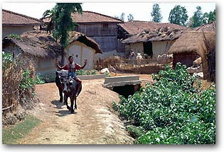 Village tharu au Teraï