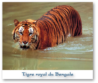 Tigre royal du Bengale à Chitwan