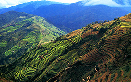 Gul Bangjyang Moyennes montagnes du Népal